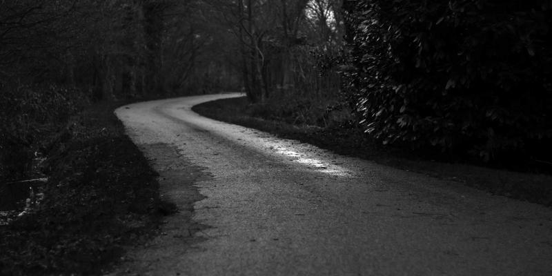 上海景观规划新趋势：低维护植物配置如何实现美观与可持续运营的双赢