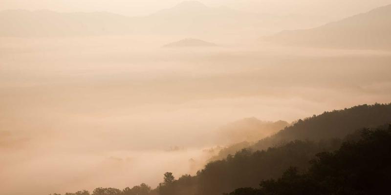 上海育林73：专业绿化工程与景观设计，构筑城市生态美学新标杆