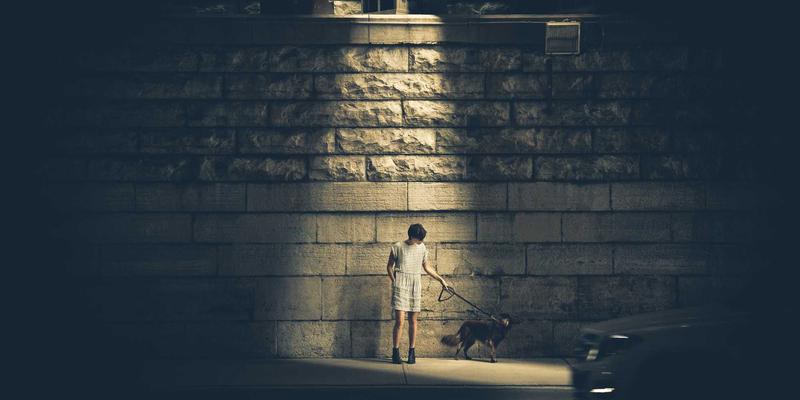 上海育林与绿化工程深度解析:专业园林绿化的核心差异与实践