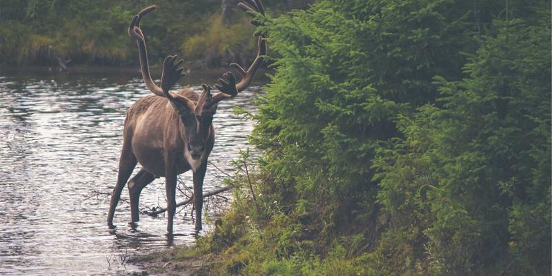 上海育林：专业景观设计与园林绿化，打造城市生态美学新标杆