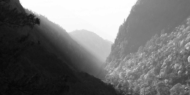 上海育林园林设计：禅意园林、景观规划与绿化工程服务项目及收费标准详解