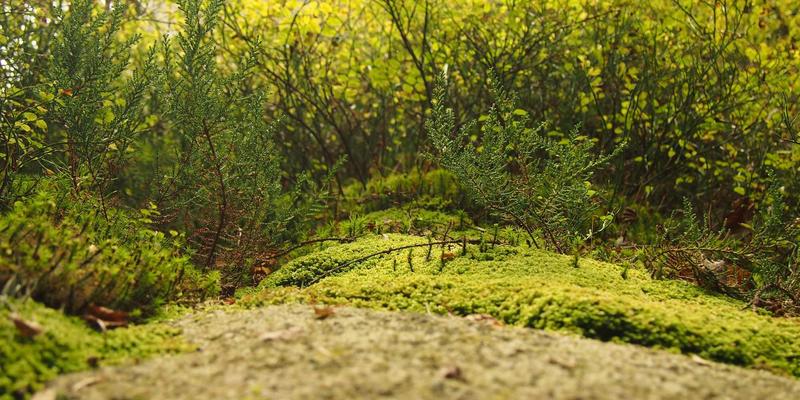 上海育林如何通过智慧灌溉系统革新景观设计与节水养护