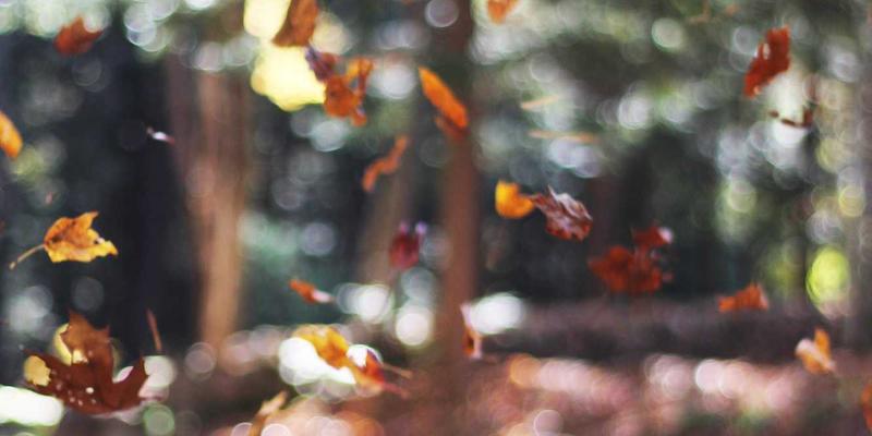 上海育林景观设计中的无障碍设计理念：融合日式园林智慧，打造全龄友好型城市公园