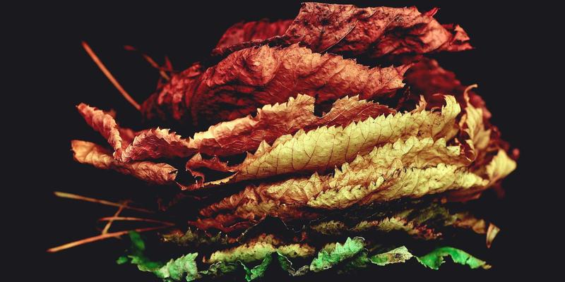 上海育林评测：景观规划与设计中的日式园林美学实践