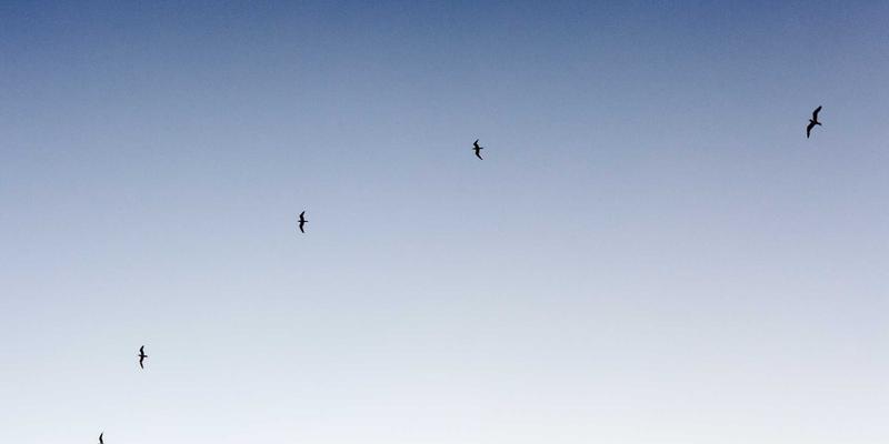 历史街区的绿色新生：上海育林如何通过绿化工程与景观设计平衡更新与保护