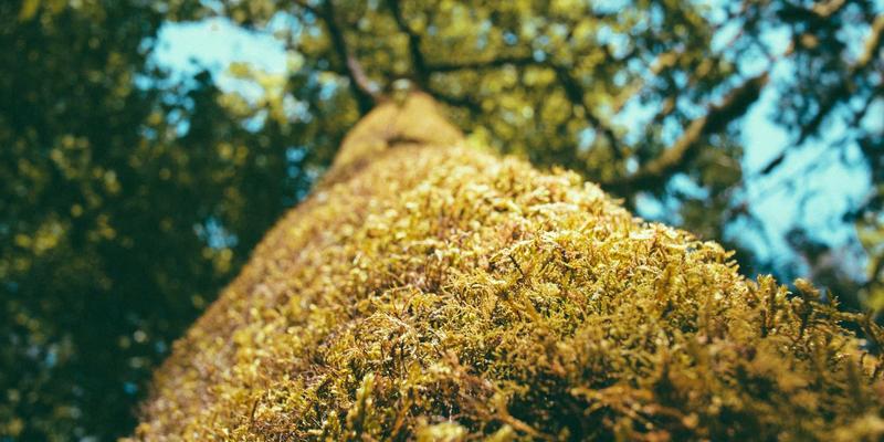 景观规划新趋势：上海育林如何运用日式园林打造沉浸式商业综合体